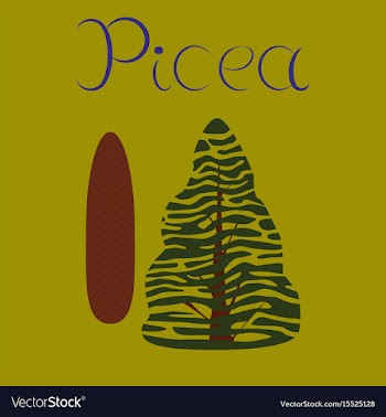 Flat stylish background plant picea vector image