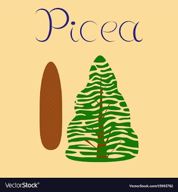 Flat stylish background plant picea vector image