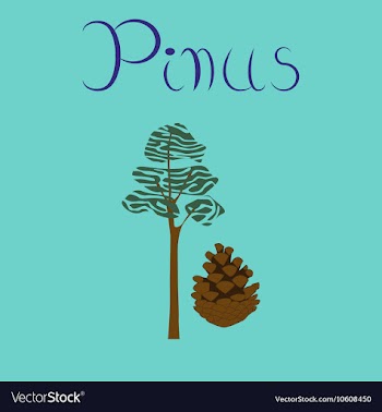 Flat stylish background plant Pinus vector image