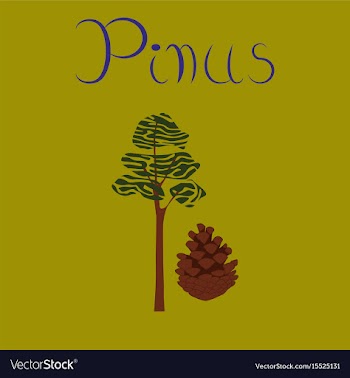 Flat stylish background plant pinus vector image
