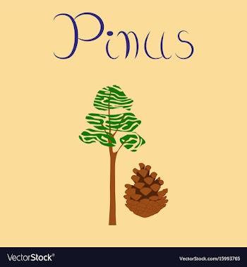 Flat stylish background plant pinus vector image