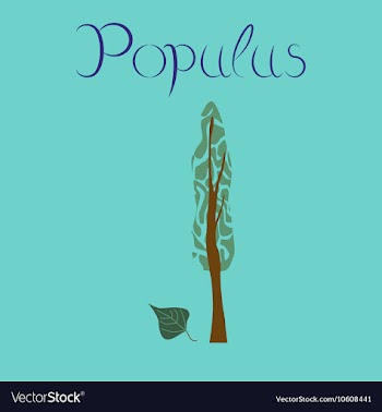Flat stylish background plant Populus vector image