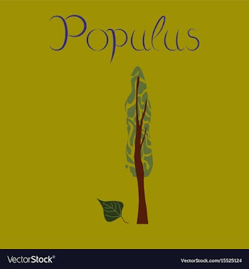 Flat stylish background plant populus vector image