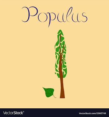 Flat stylish background plant populus vector image