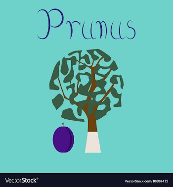 Flat stylish background plant Prunus vector image