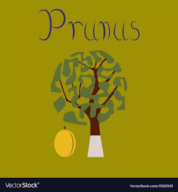 Flat stylish background plant prunus vector image