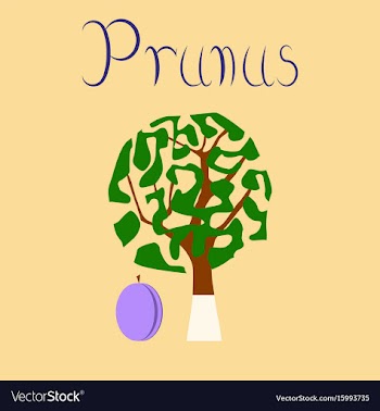 Flat stylish background plant prunus vector image