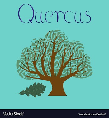 Flat stylish background plant Quercus vector image