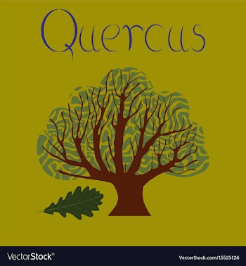 Flat stylish background plant quercus vector image