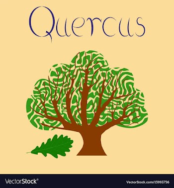 Flat stylish background plant quercus vector image