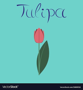 Flat stylish background plant Tulipa vector image