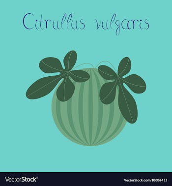 Flat stylish background plant vector image
