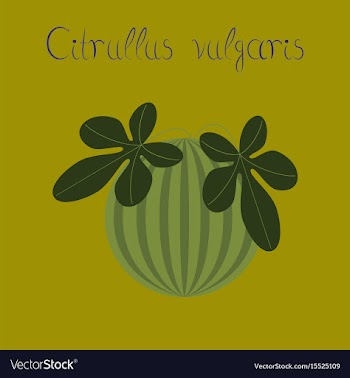 Flat stylish background plant vector image