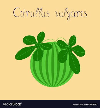 Flat stylish background plant vector image