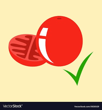 Flat tomato isolated on background vector image