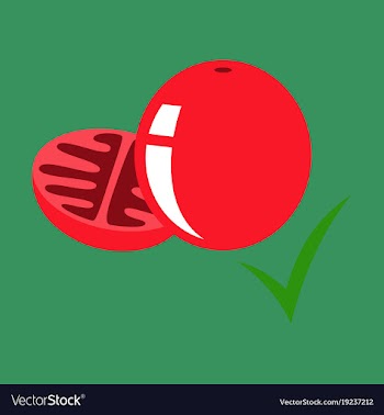 Flat tomato isolated on background vector image