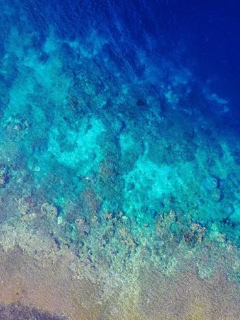 flat-way photograph of underwater corrals