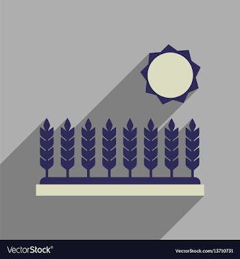 Flat web icon with long shadow wheat field vector image