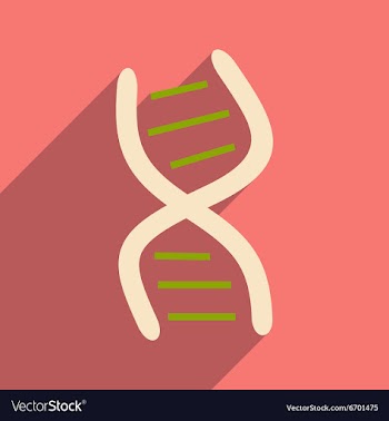 Flat with shadow icon and mobile application genes vector image