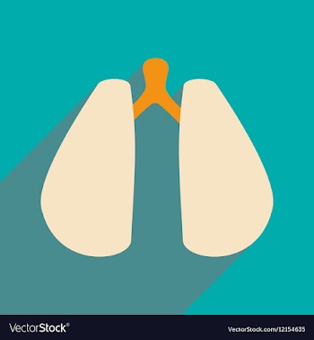 Flat with shadow icon and mobile application lungs vector image