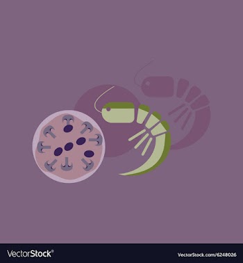 Flat with shadow Icon pizza and shrimp vector image