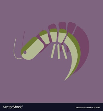 Flat with shadow Icon shrimp on stylish background vector image