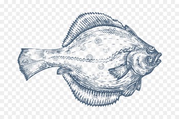Flatfish Drawing Flounder - fish 