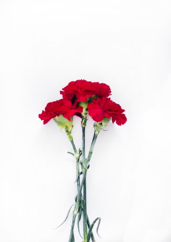 Flatlay Photography of Red Carnations