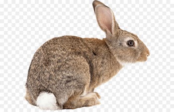 Flemish Giant rabbit Easter Bunny Californian rabbit Angora rabbit Hare - Rabbit Png Image 