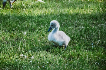 Fletchling on Green Grass