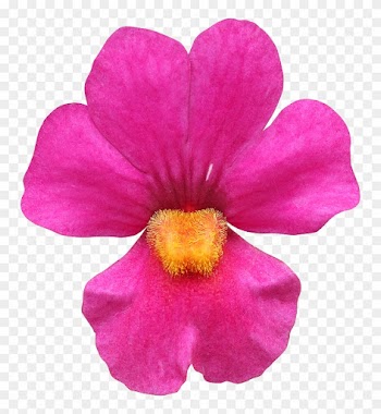 Fleur Detouree Sunse - Desert Rose