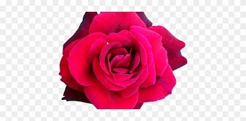 Fleur Rose Rose Lily Rose Fleuriste - Hybrid Tea Rose