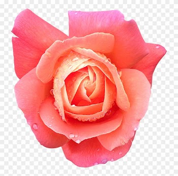 Fleur14 Rose Photogr - Fleur Rose Détouré