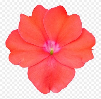 Fleur25 Photogriffo - Desert Rose