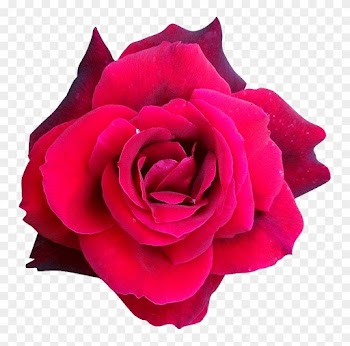 Fleur7 Rose Photogri - Hybrid Tea Rose
