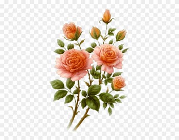 Fleurs - Pink Rose Drawing Gif