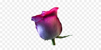 Fleurs Rouges - Garden Roses