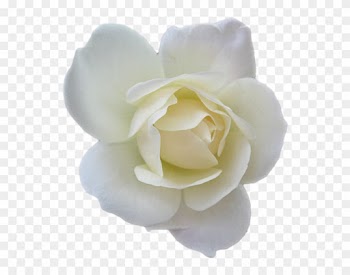 Fleurs Rouges Png, Suitetubes Png, Décos De Pâques - White Rose