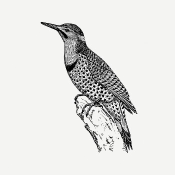 Flicker birds collage element, black | Free PSD Illustration - rawpixel