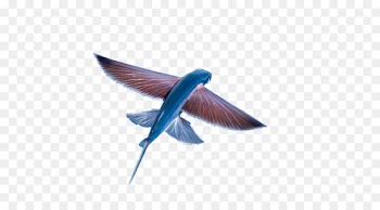 Flight Flying fish Download - flying fish 