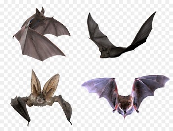 Flight Microbat Halloween - Halloween bats 