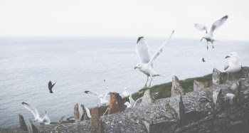 Flight of Birds