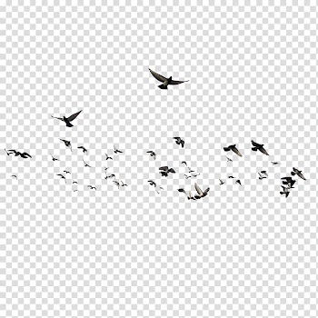 Flight of birds, Bird , Dove Animal,Flocks of birds transparent background PNG clipart