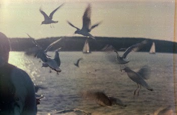 Flight of Birds Fling Near Body of Water