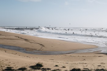 Flight of Birds Under Gray Sky