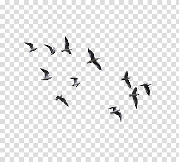 Flight of gray seagulls, Bird , Watercolor geese transparent background PNG clipart
