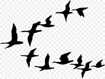 Flock Bird migration Goose Clip art - crow 