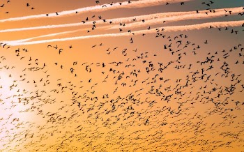 flock of birds