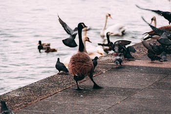 Flock Of Birds