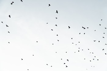 Flock Of Birds